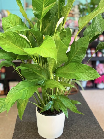 indoor plant peace lily large